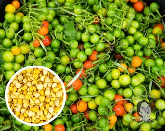 Liberian Kittley Bitter Ball Pea Eggplant, African Eggplant Seeds, Heirloom Non-GMO (50+ Seeds)