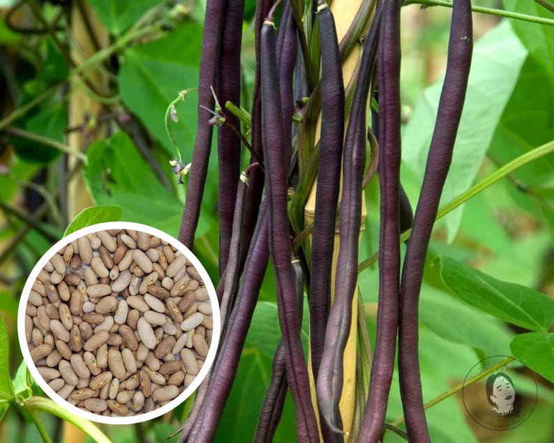 HelloMayGarden2020 Bush Bean Seeds