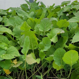 May include: Close-up of a group of green leafy plants growing in a tray. The plants have large, rounded leaves and are in various stages of growth.