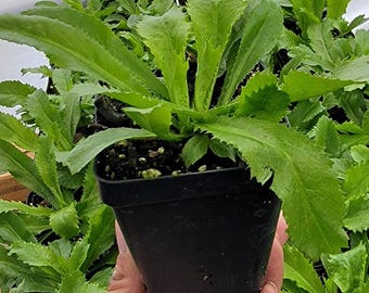 Culantro Herbs Live Plant (2.5" pot)