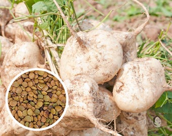 Jicama (Thai) Seeds, Heirloom Non-GMO (50+ Seeds)