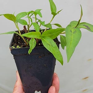 Może przedstawiać: Mała zielona roślina z długimi, spiczastymi liśćmi rosnąca w czarnym plastikowym doniczce. Roślina jest trzymana przez rękę.