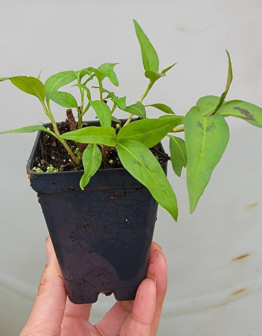 ficus plant Ficus Ruby Rubber Tree main image 1
