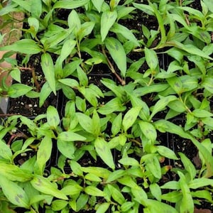 Może przedstawiać: Widok z bliska tacy z zielonymi roślinami kolendry wietnamskiej, znanymi r&oacute;wnież jako rau ram, rosnącymi w małych czarnych doniczkach. Rośliny mają żywe zielone liście i są gotowe do zbioru.