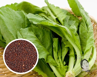 Gai Choy Chinese Mustard Seeds, Heirloom Non-GMO (2000+ Seeds)