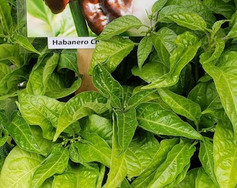 Chocolate Habanero Pepper Starter Live Plants (4 Seedlings)