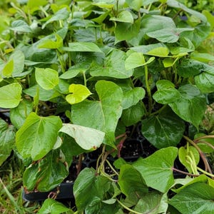 May include: Close-up of a tray of green leafy plants with heart-shaped leaves. The plants are growing in a black plastic tray with small holes. The leaves are glossy and appear to be wet.