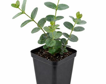 Eucalyptus Silver Dollar Cinerea Starter Live Plant (2.5" pot)