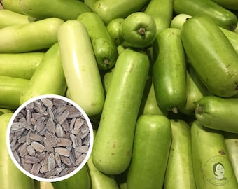 Nam Tao Yao Bottle Gourd, Opo, Calabash Seeds, Heirloom Non-GMO (25+ Seeds)