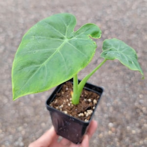 May include: A small green plant with large, heart-shaped leaves growing in a black plastic pot. The plant is a type of alocasia.