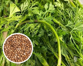 Coriander, Cilantro Herb Seeds, Heirloom Non-GMO (300+ Seeds)