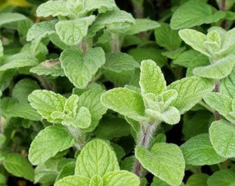 Sweet Marjoram, Origanum Majorana Herb Starter Live Plant (2.5" pot)