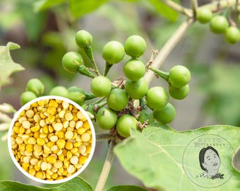 Thai Makheua Puang Pea Eggplants, Turkey Berry Seeds, Heirloom Non-GMO (50+ Seeds)