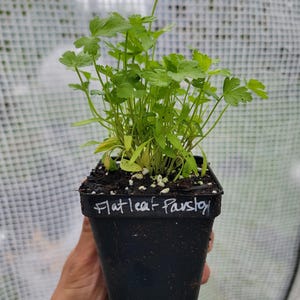 May include: A white ceramic mug with a black handle and the text "But First, Coffee" in a bold, black font. The mug is set against a blurred background, suggesting a cozy setting.