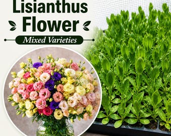 Lisianthus Flower, Mixed Variety Live Plant Starter (6 Seedlings)