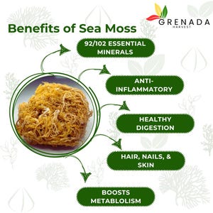 Wholesale Bulk - Sea Moss - Gold Wildcrafted
