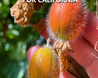 Ein handsigniertes Exemplar des Buches ‘New Fruits for California Band 2’ von Slawek Wojtowicz