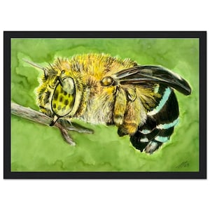 Blue Banded Bee - Wooden Framed fine art print - Native insects - Australian Art