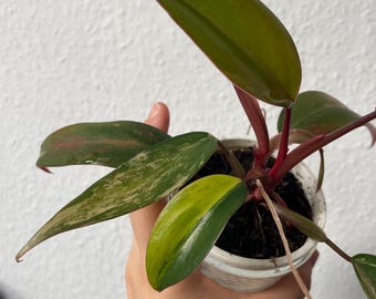 growing plant pot Flower Grow Kits | Fluted Ceramic Planter | Complete Hydroponic Setup main image 0