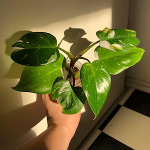Philodendron white princess