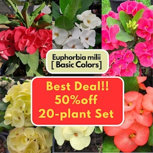 Euphorbia Milii 20 plantes, couronne d'épines, couleurs de base, plante vivante