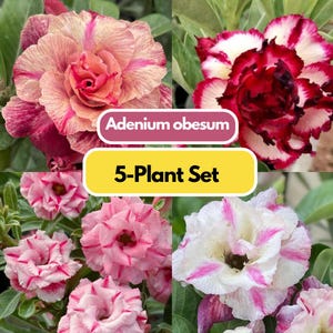 Adenium obesum 5-Plant Set | 6" pot Live Desert Rose Plants | Grafted Caudex Plants | **All-In Price, No Extra VAT**