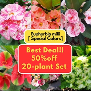 Euphorbia Milii Set van 20 planten - Doornenkroon - Speciale kleuren - levende plant