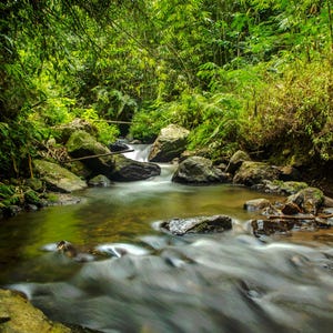 May include: A lush green forest with a small stream flowing through it. The water is clear and flowing quickly, and there are rocks and trees lining the banks.