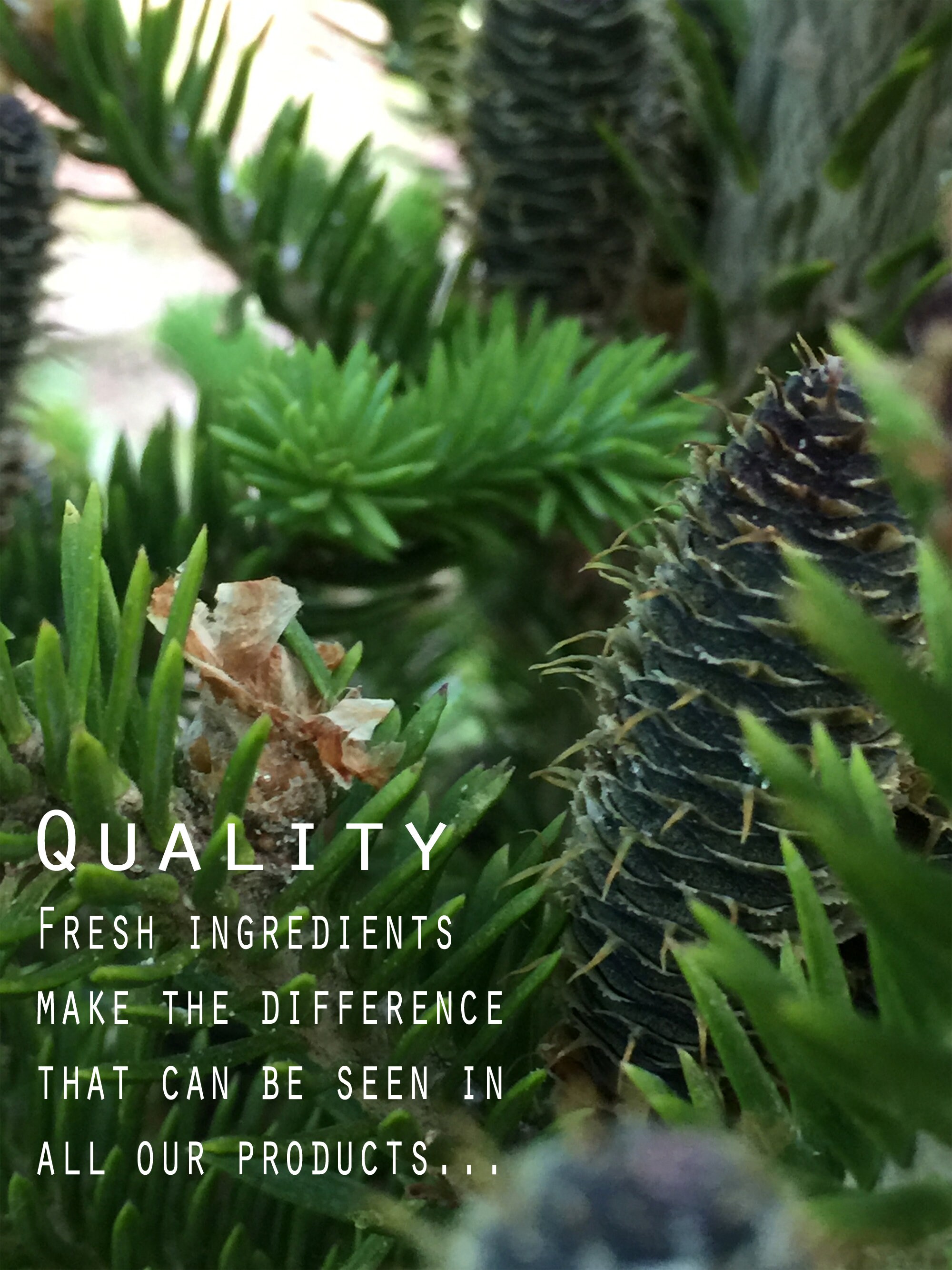 Moth Sachets Herbal Moth Repellent Natural Bug Repellent Etsy