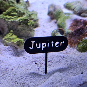 3D printed Name Tag | Personalize your Fish tank with its own name