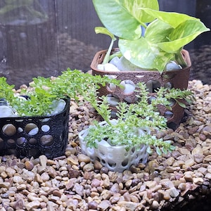 May include: Three small decorative planters filled with greenery sit on a bed of small pebbles. The planters are black, white, and brown, with open, circular designs. The plants have bright green leaves. The background is a dark, blurred surface.