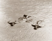 Swimming Water Buffalo, photograph taken by Lagana in 1971