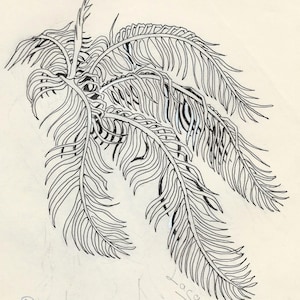 Palm Branches,  pen and ink, drawn & signed by the artist  Only one