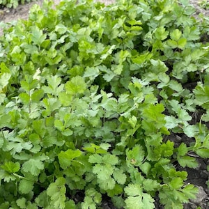 Cilantro Seeds: American Long Standing Coriander