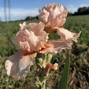 Pink Tall Bearded Reblooming Iris Rhizome - NOID
