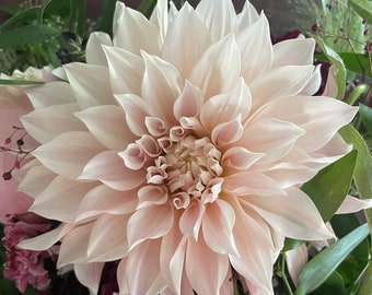 Cafe Au Lait Dahlia Tuber