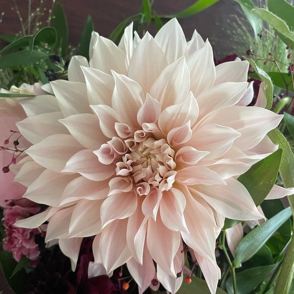 Cafe Au Lait Dahlia Tuber