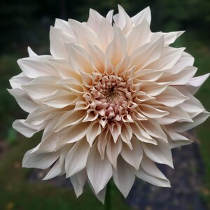 Cafe Au Lait Dahlia Tuber image 2