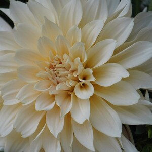 Cafe Au Lait Dahlia Tuber image 9