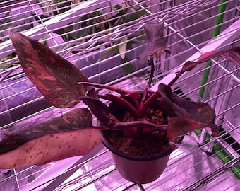 Philodendron 'Pink Princess