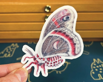 Confezione da 5 adesivi di falena Cecropia disegnati a mano: decalcomania in vinile impermeabile