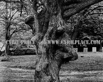 Old Man Tree Sagamore Cemetery Bourne MA B&W Photograph By Cyril Place