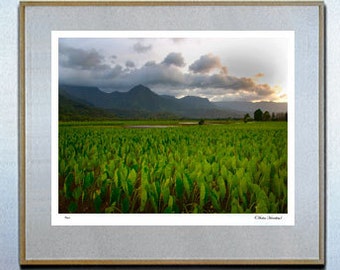 surf decor hawaiian decor hawaiian art surf board surf art Hanalei Valley Taro Field HUGE Art Photo Kauai Hawaii By Michael Verlangieri