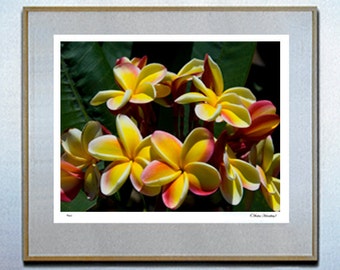 surf decor hawaiian decor hawaiian art surf board surf art Hawiian Plumeria 3 Hawaii Fine Art Photo Kauai By Michael Verlangieri