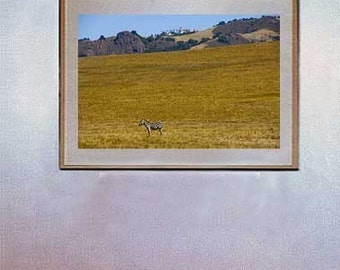 Hearst Castle Zebra Fine Art Photo Cambria Big Sur By Michael Verlangieri