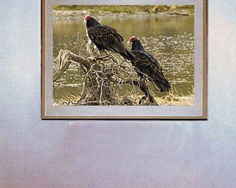 Turkey Vultures Fine Art Photo Cambria Big Sur By Michael Verlangieri