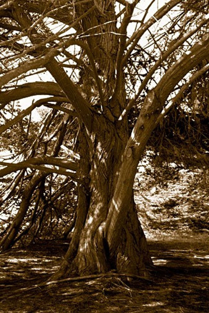 Old Cypress Tree Fine Art Photo Cambria Big Sur by Michael Verlangieri