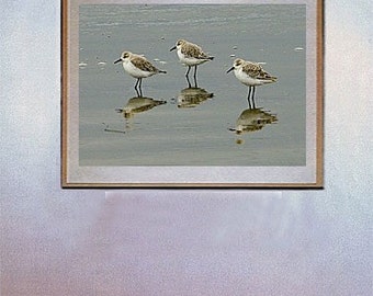 surf decor hawaiian decor hawaiian art surf board surf art Western Sandpiper Fine Art Photo Cambria Big Sur By Michael Verlangieri