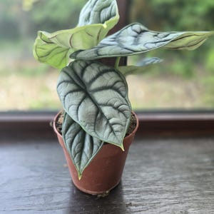 Alocasia Silver Dragon | Rare Indoor Houseplant | Silver Veined Foliage (12cm)