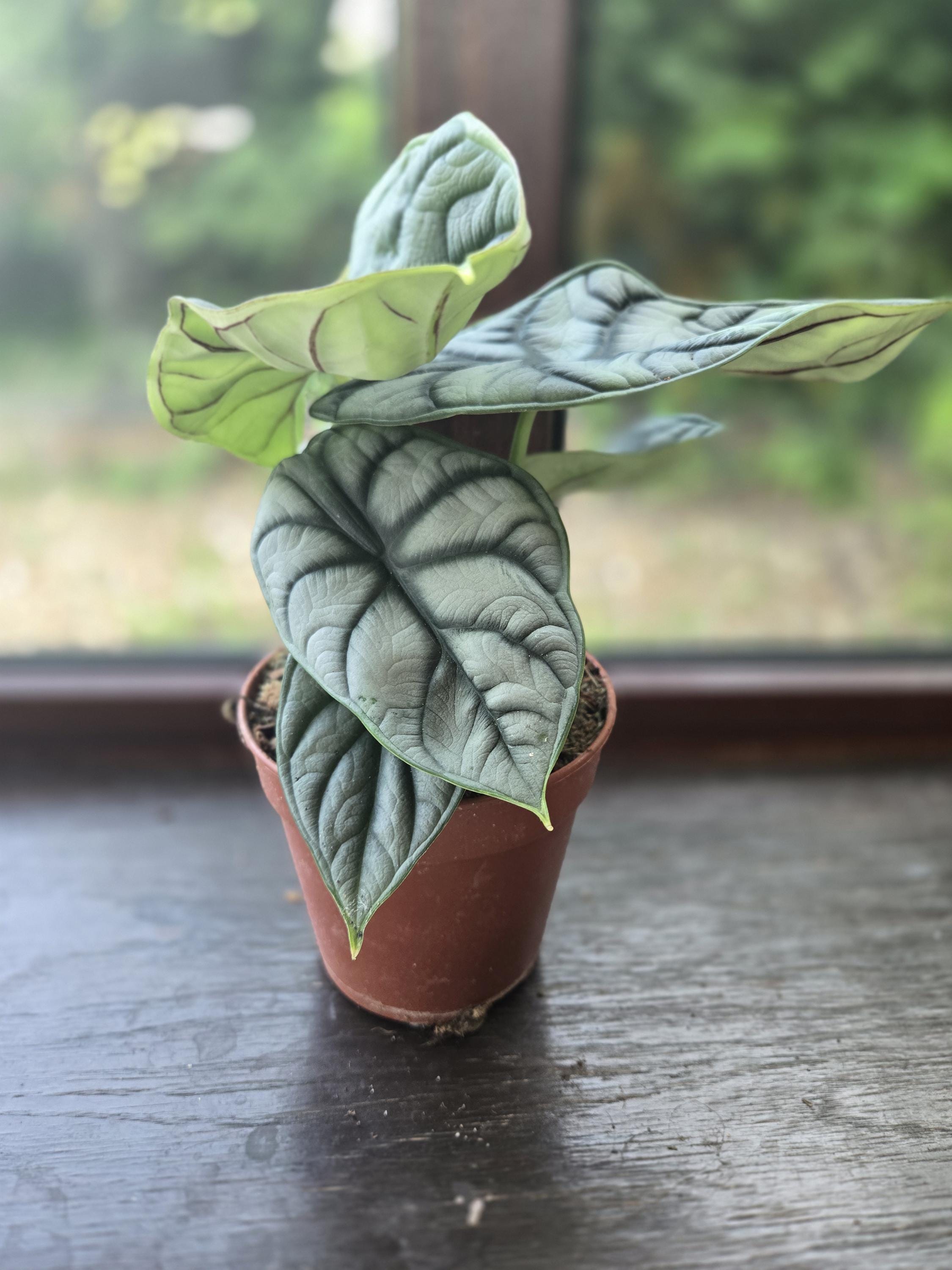 Alocasia stingray - Etsy 日本